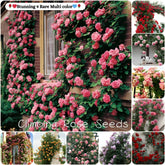 Climbing Rose Seeds – Fast-Growing Flower Seeds with Growth Booster