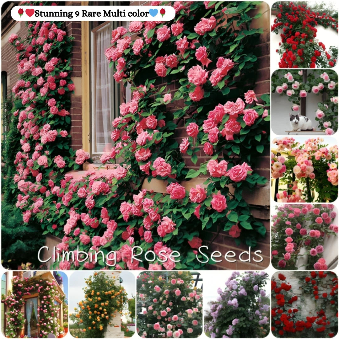 Climbing Rose Seeds – Fast-Growing Flower Seeds with Growth Booster