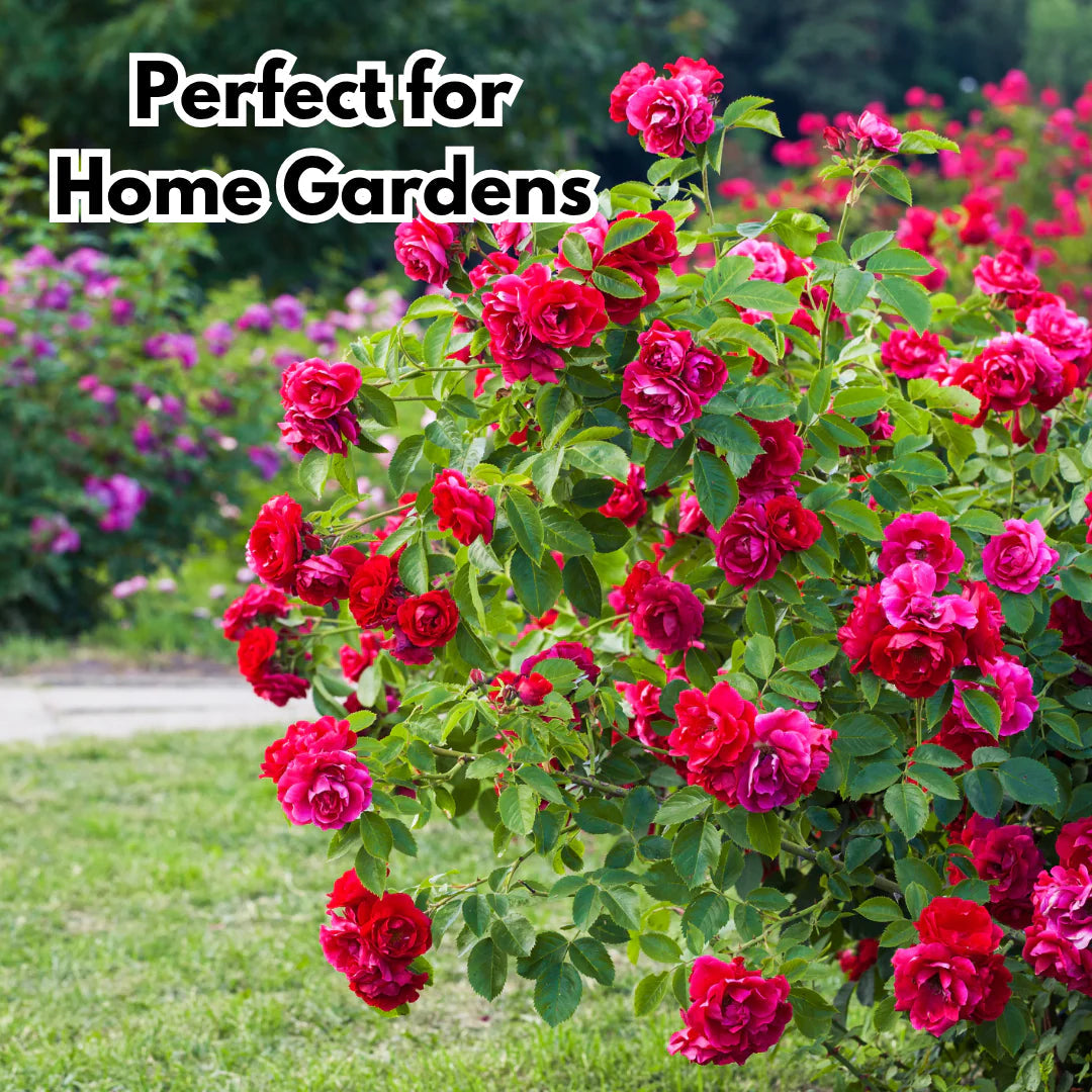 Climbing Rose Seeds – Fast-Growing Flower Seeds with Growth Booster