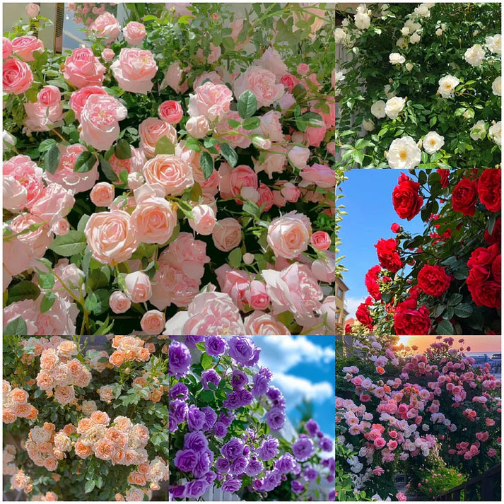 Climbing Rose Seeds – Fast-Growing Flower Seeds with Growth Booster