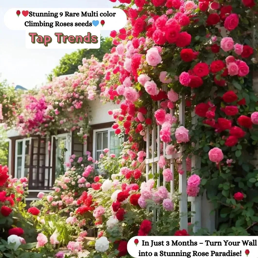 Climbing Rose Seeds – Fast-Growing Flower Seeds with Growth Booster
