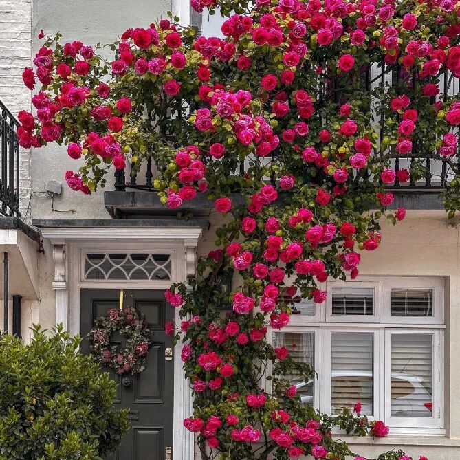 Climbing Rose Seeds – Fast-Growing Flower Seeds with Growth Booster