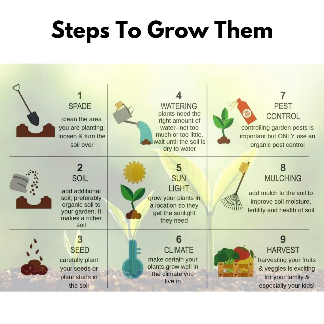 Climbing Rose Seeds – Fast-Growing Flower Seeds with Growth Booster